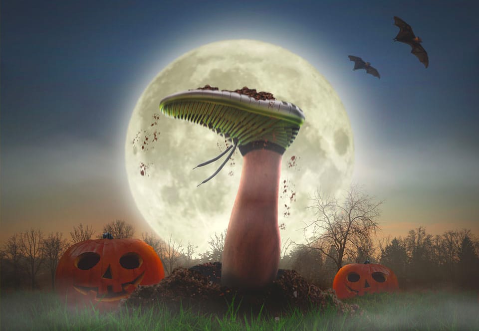 Halloween Walk and Run halloween walk and run